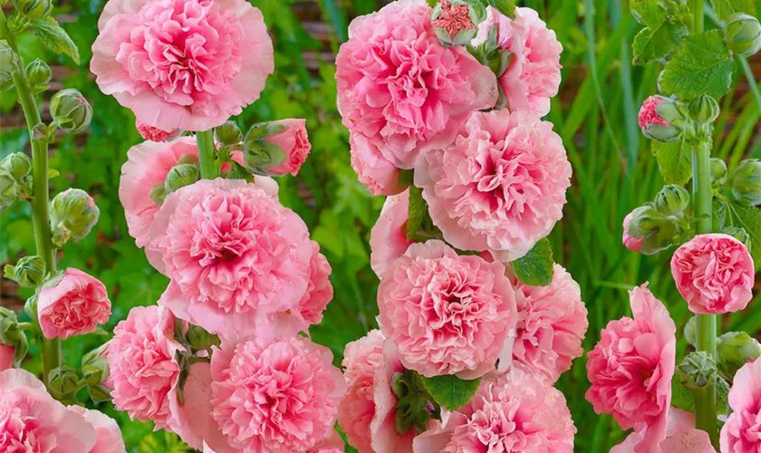 Alcea rosea 'Appleblossom'