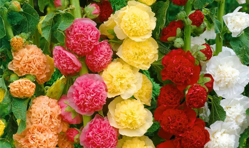 Alcea rosea 'Chastersche Riesen'
