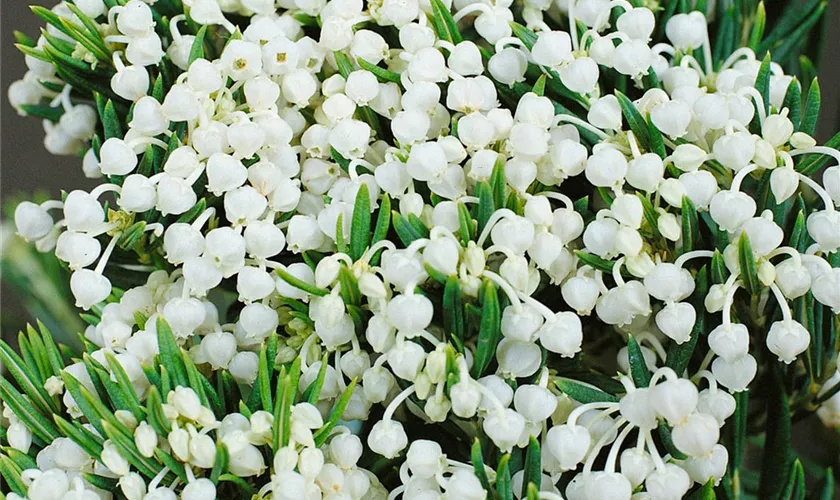 Lavendelheide 'Alba'