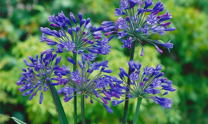 Agapanthus africanus 'Black Buddha'