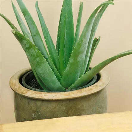 Aloe vera 'Cosmos' Aloe vera 'Cosmos'