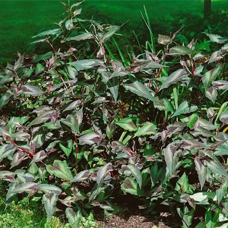 Persicaria hydropiper 'Fastigiatum'