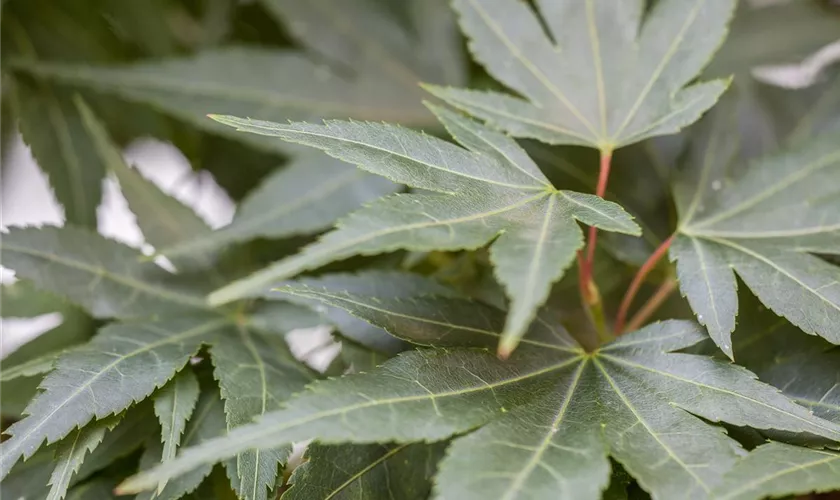 Acer palmatum 'Mikawa Yatsubusa'
