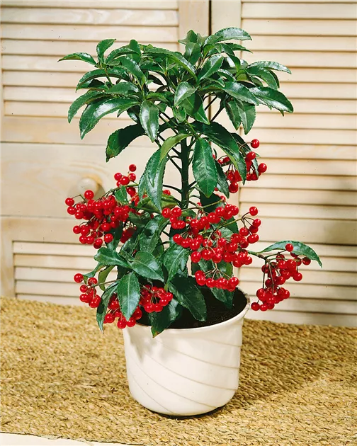 Ardisia crenata 'Bos Premium' Pflanze, Pflege & Tipps  Floragard
