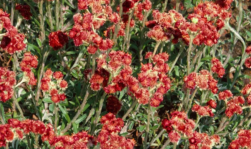 Garten-Katzenpfötchen 'Rotes Wunder'