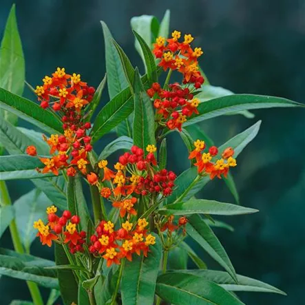 Amerika-Seidenpflanze 'Passaro Scarlet'