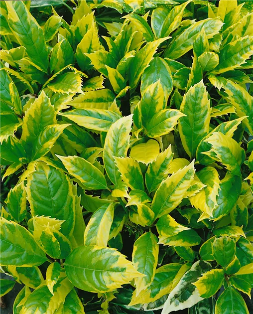 philodendron minima Philodendron Mini Monstera Minima | Indoor Plant | Tropical Plant | Potted  Plant main image 0