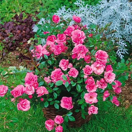 Bodendeckerrose 'Sweet Cover'® Bodendeckerrose 'Sweet Cover'®