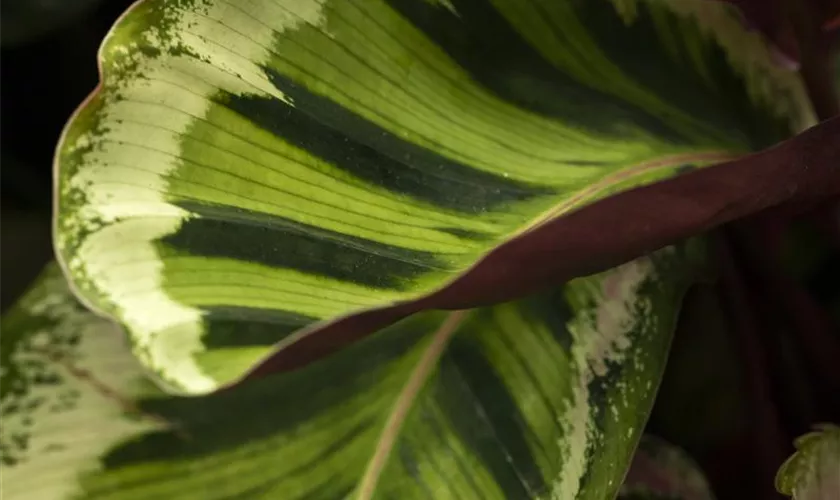 Calathea 'Medallion'