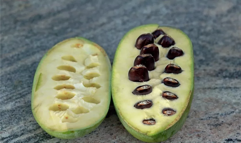 Dreilappige Papau 'Fruchtsorte'
