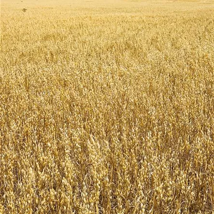 Avena sativa Avena sativa