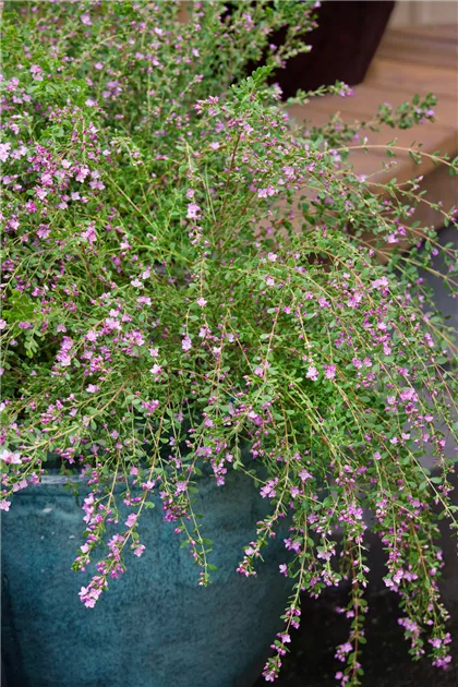 euphorbia spurge plant Euphorbia × martinii 'Ascot Rainbow' Spurge main image 0