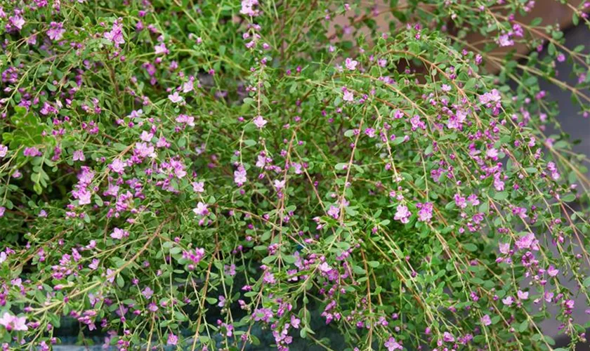 Boronia 'Sharky Bay'