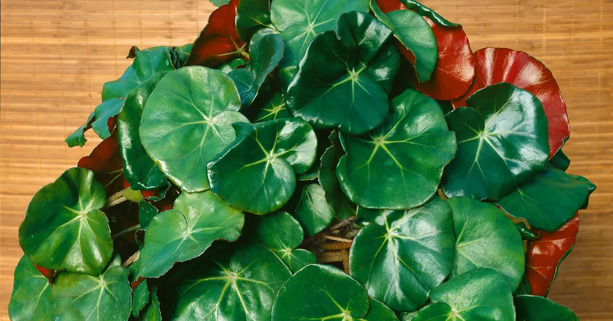 Kidney-Begonie Pflanze, Pflege & Tipps  Floragard