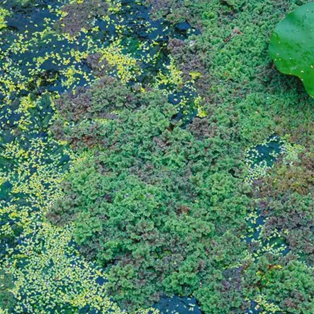 Azolla filiculoides Azolla filiculoides