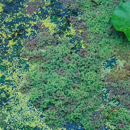 Azolla filiculoides