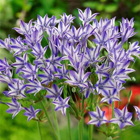 Brodiaea laxa 'Rudy'®