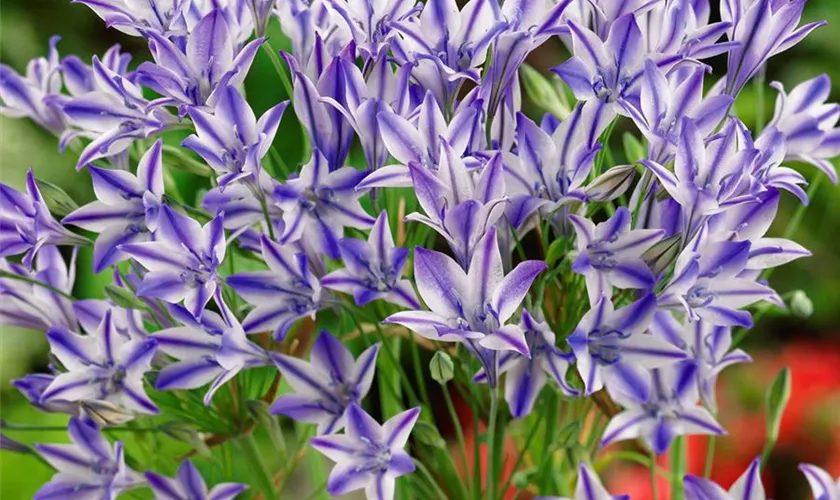 Frühlingsstern