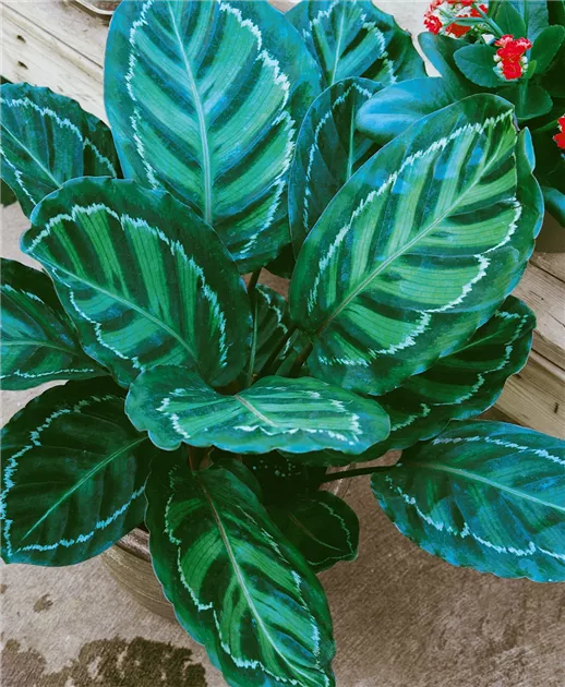 Korbmarante 'Medallion' Pflanze, Pflege & Tipps  Floragard