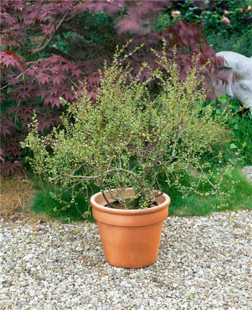 Betula nana Pflanze, Pflege & Tipps  Floragard