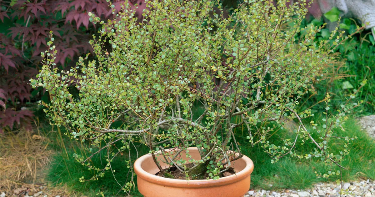 Betula nana Pflanze, Pflege & Tipps  Floragard