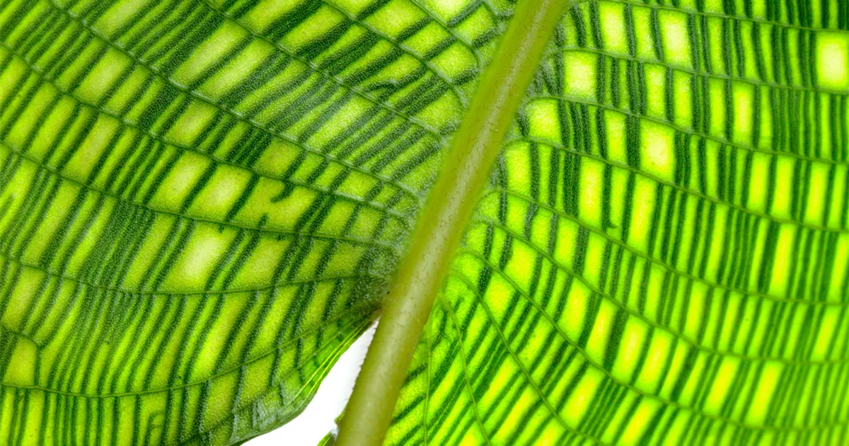 Calathea musaica Pflanze, Pflege & Tipps  Floragard