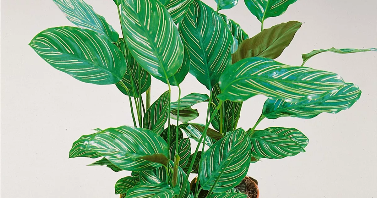 korbmarante substrat Rundblättrige Korbmarante (Calathea Orbifolia)
