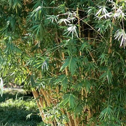 Bambusa multiplex Bambusa multiplex