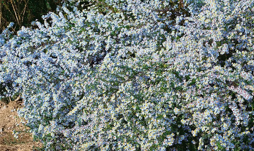 Garten-Myrten-Aster 'Blue Wonder'