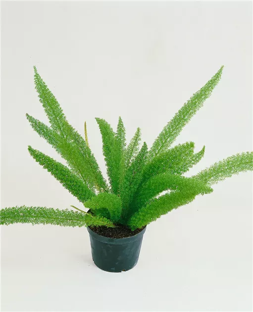 variegata pflanzen kaufen Monstera Deliciosa Variegata | Zimmerpflanzen