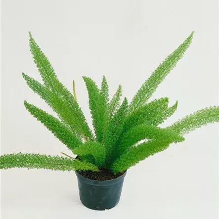 Asparagus densiflorus 'Meyeri' Asparagus densiflorus 'Meyeri'