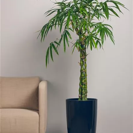 Bambusa ventricosa Bambusa ventricosa