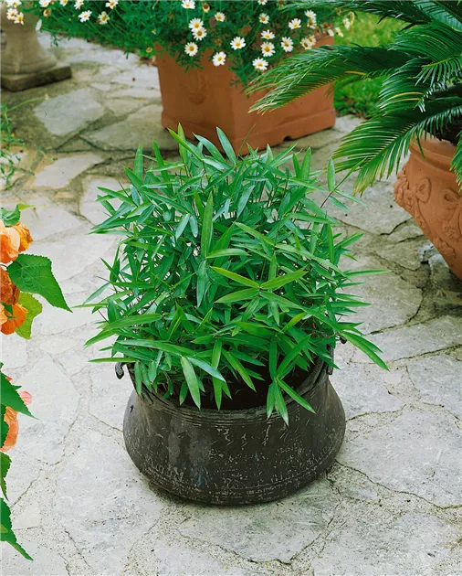 10 Duftende Pflanzen Für Dein Zuhause - Austria