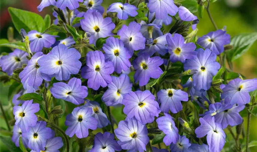 Browallia americana