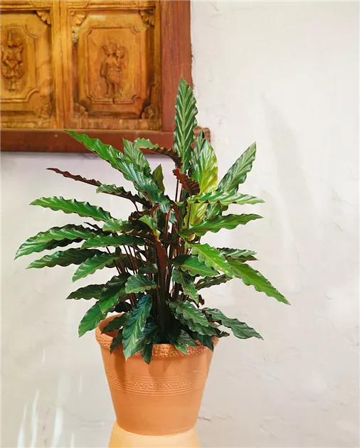 Korbmarante 'Wavestar' Pflanze, Pflege & Tipps  Floragard