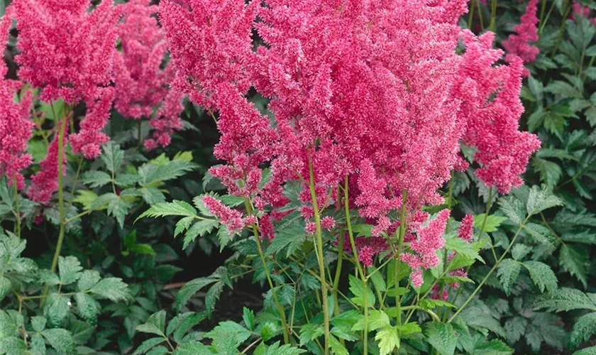 Arends Garten-Prachtspiere 'Federsee'
