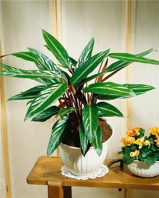 Korbmarante 'Magicstar' Pflanze, Pflege & Tipps  Floragard