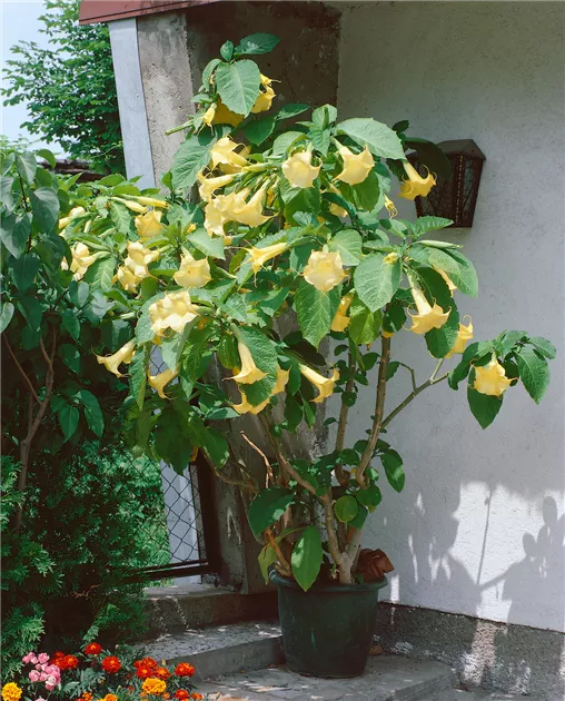 Goldene Engelstrompete Pflanze, Pflege & Tipps  Floragard