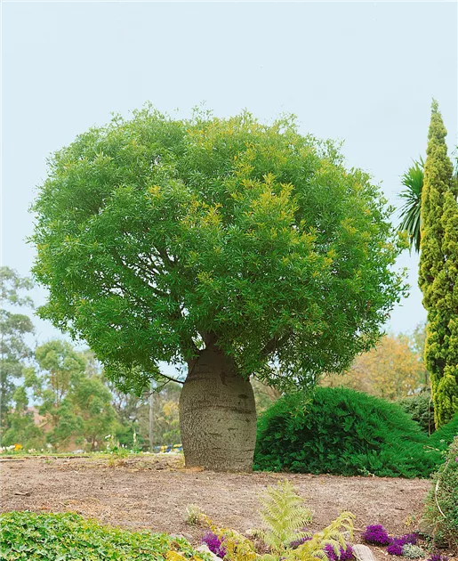 Australischer Flaschenbaum Pflanze, Pflege & Tipps  Floragard