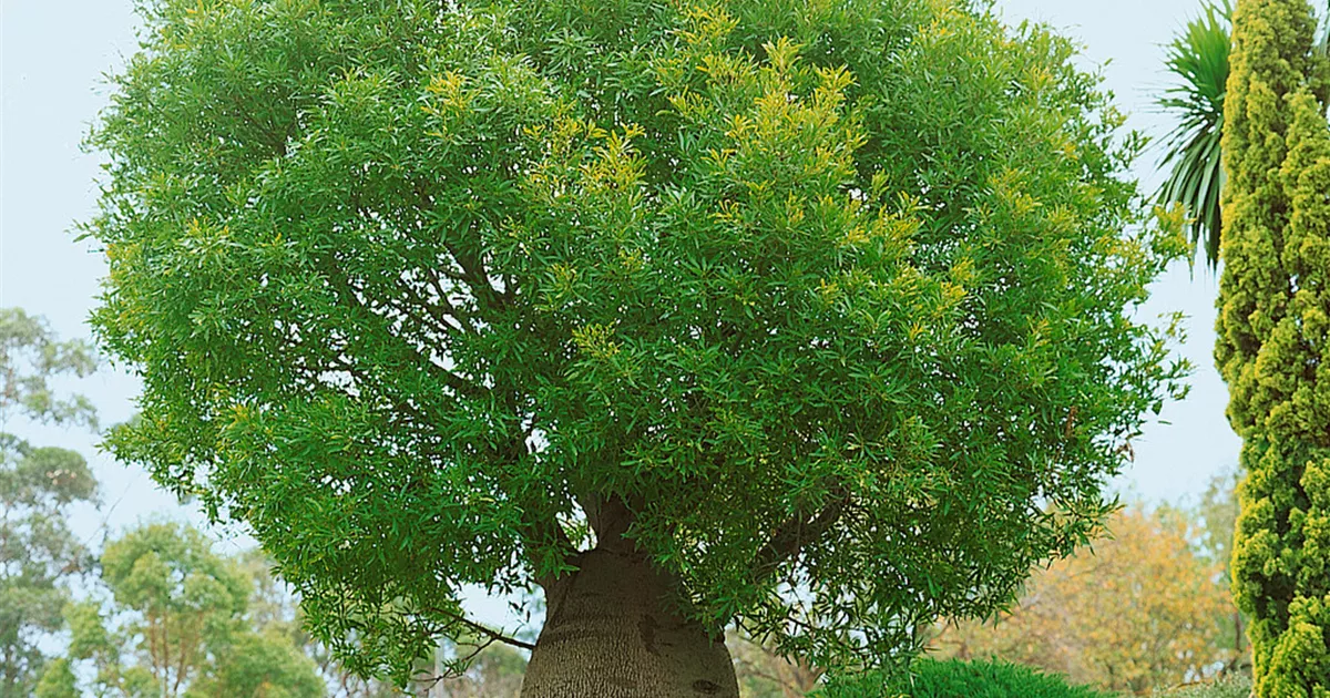 Australischer Flaschenbaum Pflanze, Pflege & Tipps Floragard