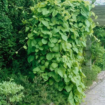 Aristolochia manshuriensis Aristolochia manshuriensis