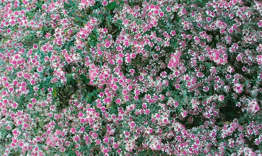 Waagerechte Garten-Aster 'Lady in Black'