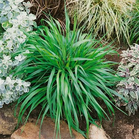 Brachypodium pinnatum Brachypodium pinnatum