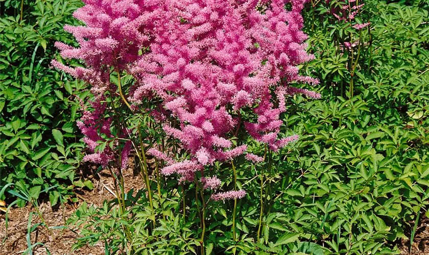 Arends Garten-Prchtspiere 'Rhythm and Blues'