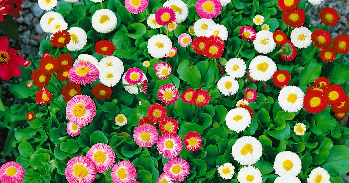 Bellis perennis 'Confetti' Pflanze, Pflege & Tipps Floragard