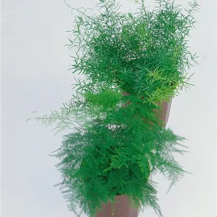 Asparagus setaceus 'Plumosus' Asparagus setaceus 'Plumosus'