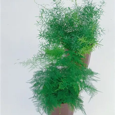 Asparagus setaceus 'Plumosus'
