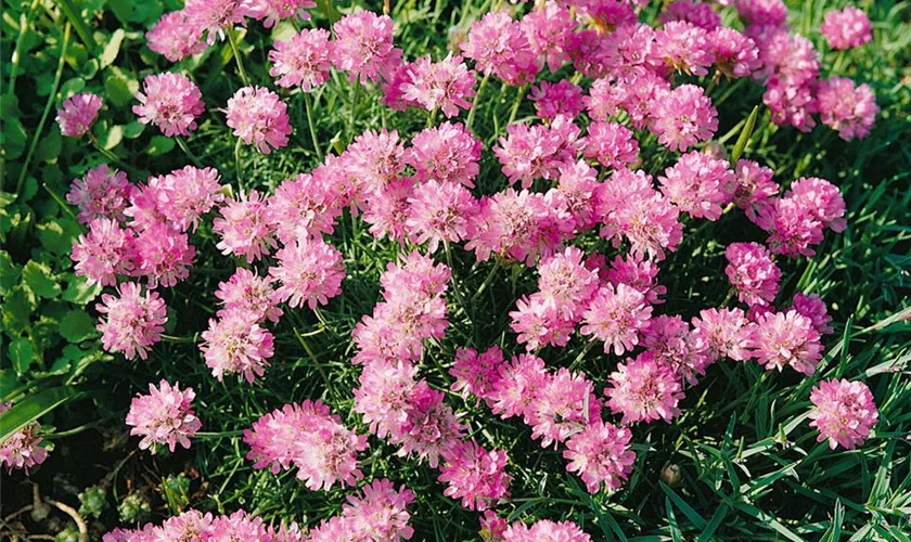 Zwergige Garten-Grasnelke 'Bechwood'