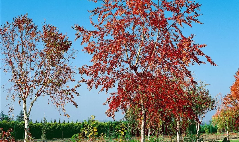 Hängebirke 'Royal Frost'