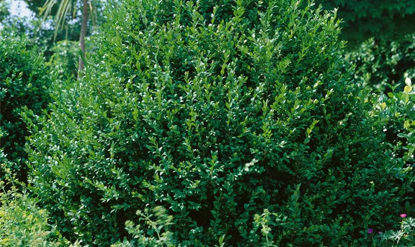Buchsbaum 'Planifolia'